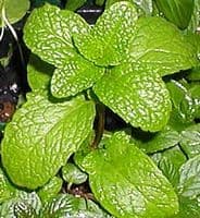 Calmer Solutions Spearmint Essential Oil  | 100% Pure & Natural | Aromatherapy & Wellness