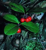 Calmer Solutions Wintergreen Essential Oil  | 100% Pure & Natural | Aromatherapy & Wellness