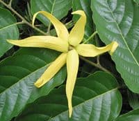 Calmer Solutions Ylang Ylang Extra Essential Oil  | 100% Pure & Natural | Aromatherapy & Wellness