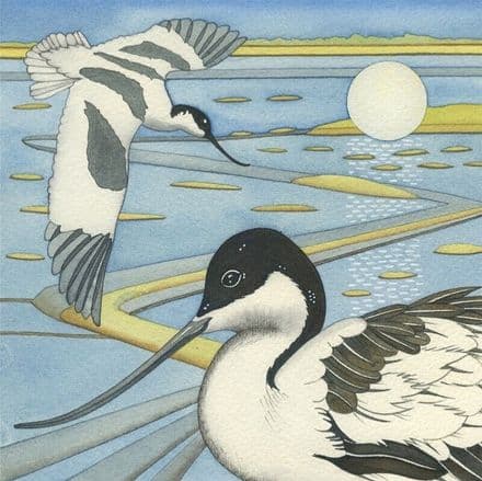 Avocet - Art Blank Greeting / Birthday Card - Wading Birds - Kate Green