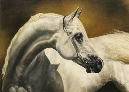 Free Spirit - Fine Art Blank Greeting White Arabian Horse
