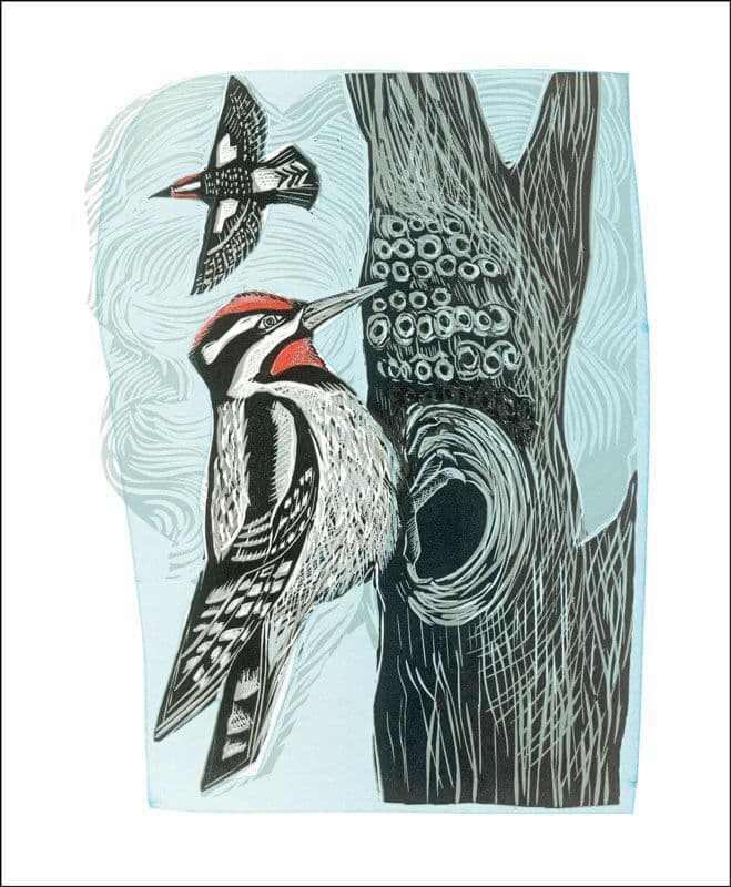 Lesser Spotted Woodpecker Birds by Angela Harding