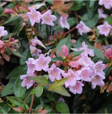 Abelia grandiflora Edward Goucher 3 Litre