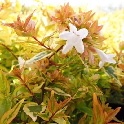 Abelia grandiflora Kaleidoscope 3 Litre