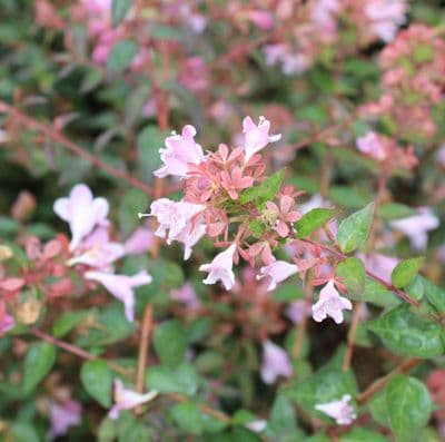 Abelia grandiflora Pink Pong 3 Litre