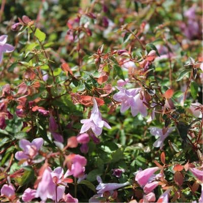 Abelia grandiflora Pinky Bells 3 Litre