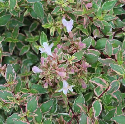 Abelia grandiflora Sterenden 3 Litre