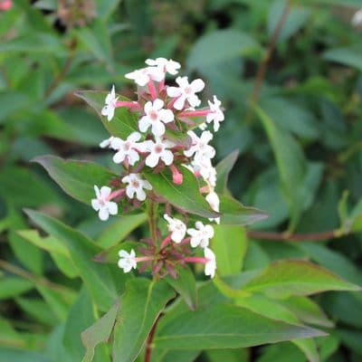 Abelia mosanensis Monia 3 Litre