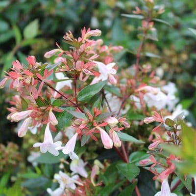 Abelia x grandiflora 3 Litre