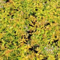 Abelia x grandiflora Francis Mason 3 Litre