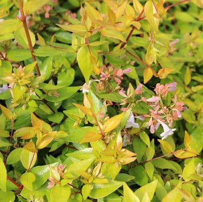Abelia x grandiflora Francis Mason 3 Litre