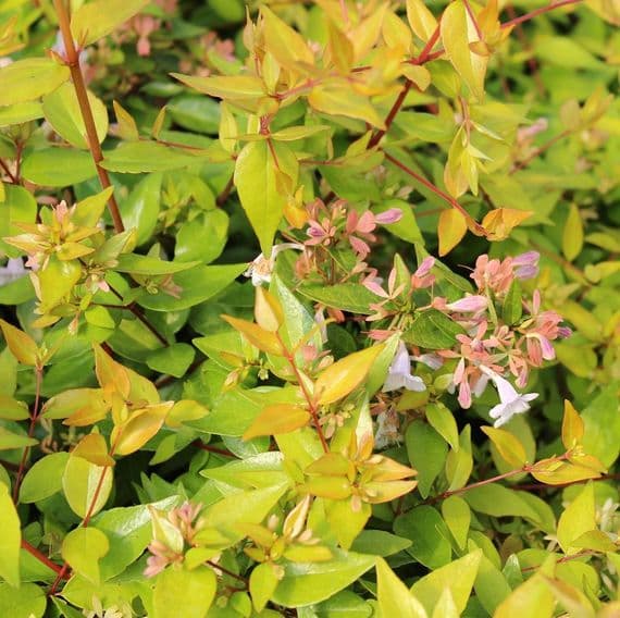 Abelia x grandiflora Francis Mason 3 Litre