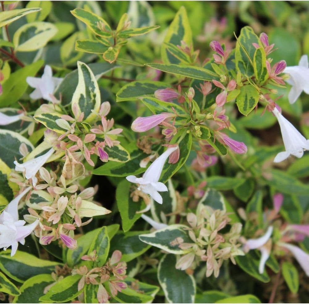Abelia x grandiflora main image 0