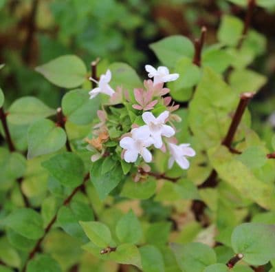 Abelia x grandiflora Little Richard 3 Litre