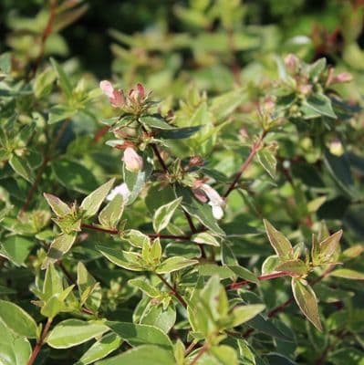 Abelia x grandiflora Lucky Lots 3 Litre