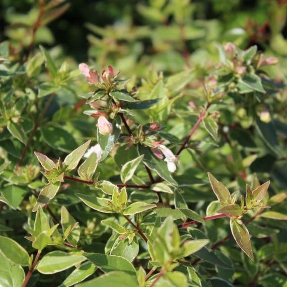 Abelia x grandiflora Lucky Lots 3 Litre