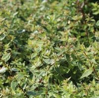 Abelia x grandiflora Radiance 3 Litre