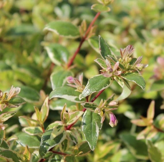 Abelia x grandiflora Radiance 3 Litre