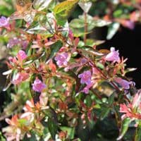 Abelia x grandiflora Sherwood 3 Litre