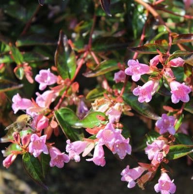 Abelia x grandiflora Sherwood 3 Litre