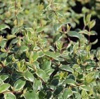Abelia x grandiflora Sparkling Silver 3 Litre