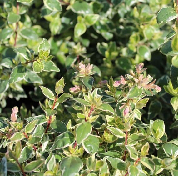 Abelia x grandiflora Sparkling Silver 3 Litre