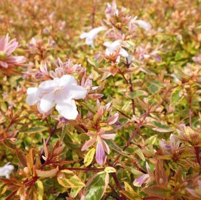 Abelia x grandiflora Sunshine Daydream 3 Litre