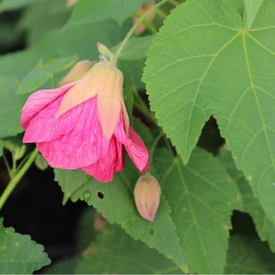 Abutilon Aphrodite 2 Litre