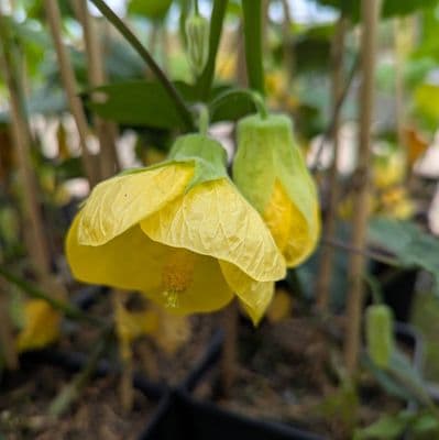 Abutilon Canary Bird 3 Litre