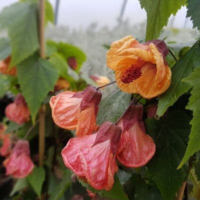 Abutilon Fool's Gold 3 Litre