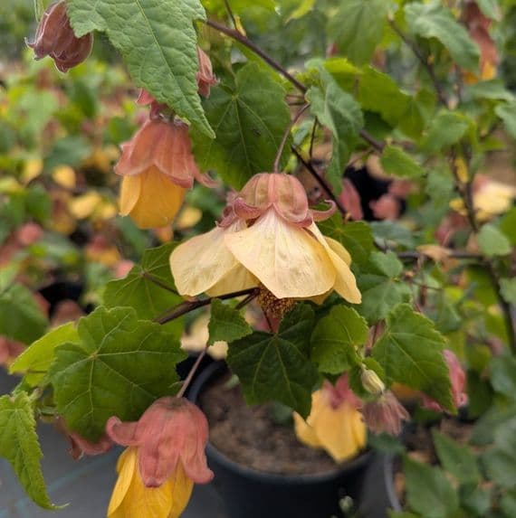 Abutilon Leila Jackson 2 Litre