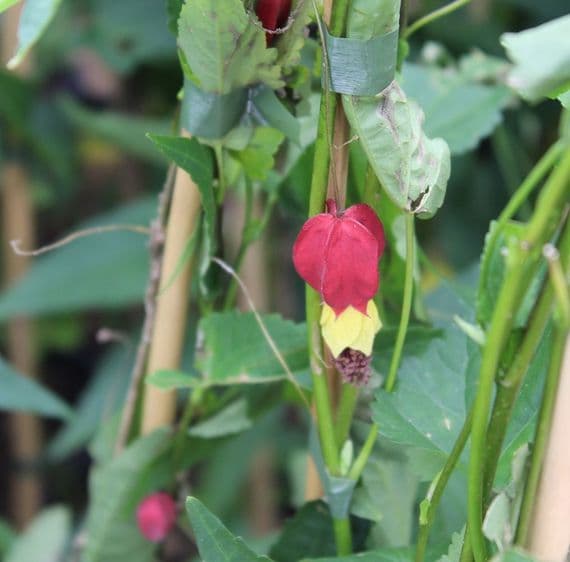 Abutilon megapotamicum 3 Litre
