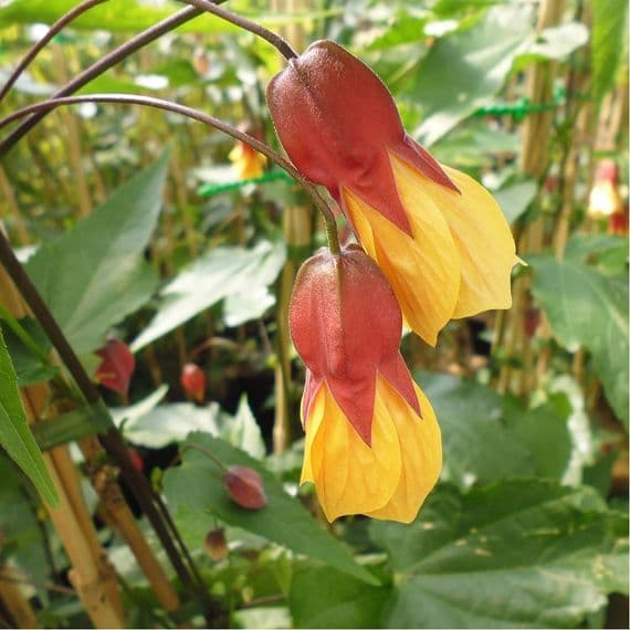 Abutilon megapotamicum Kentish Belle 3 Litre