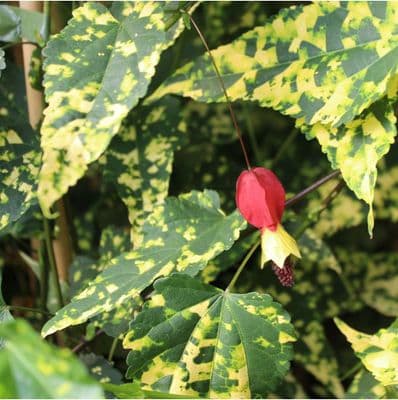 Abutilon megapotamicum Variegata 3 Litre