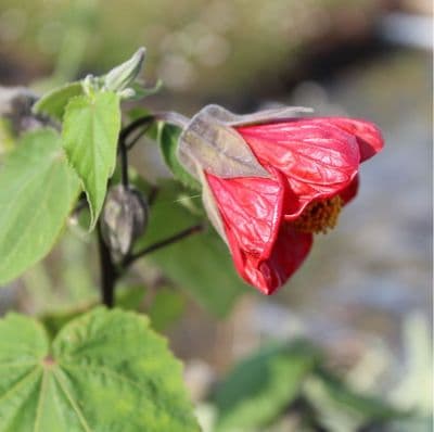 Abutilon Nabob 2 Litre