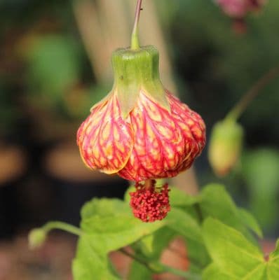 Abutilon Red Tiger