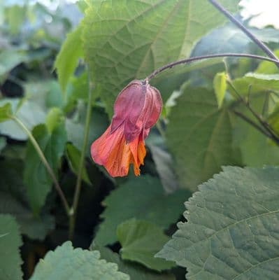 Abutilon Wisley Red 3 Litre