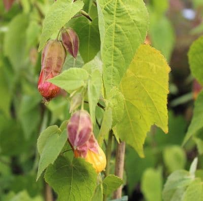 Abutilon x milleri 3 Litre