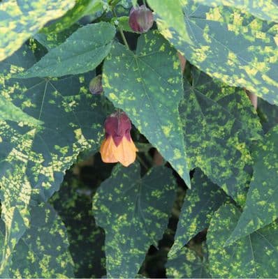 Abutilon x milleri Variegatum 3 litre