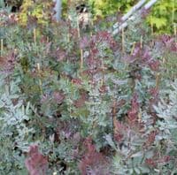 Acacia bailyana Purpurea 2 Litre