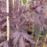 Acacia bailyana Purpurea 2 Litre