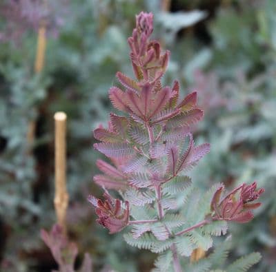 Acacia bailyana Purpurea 2 Litre