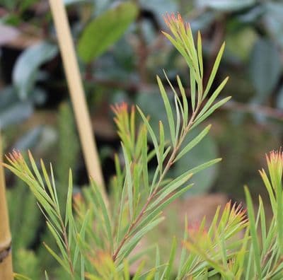 Acacia boormanii 3 Litre