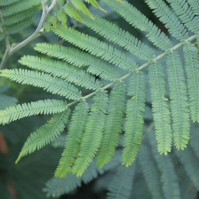 Acacia dealbata  3 Litre
