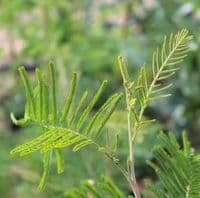 Acacia Mearnsii 3 litre