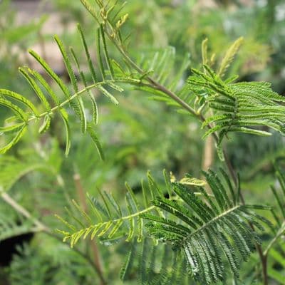 Acacia Mearnsii 3 litre