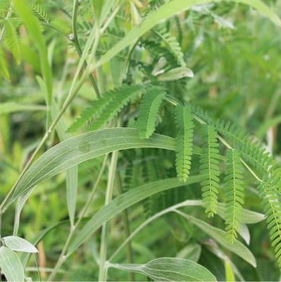 Acacia melanoxylon 3 Litre