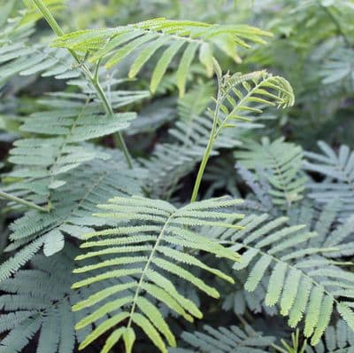 Acacia Nano dealbata 3 Litre