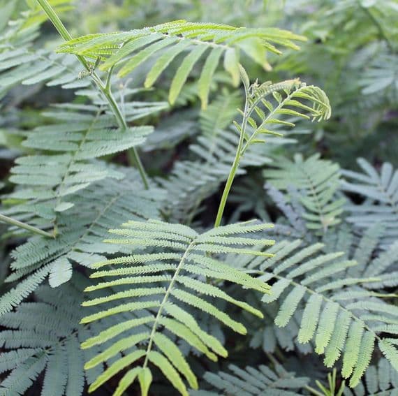 Acacia Nano dealbata 3 Litre