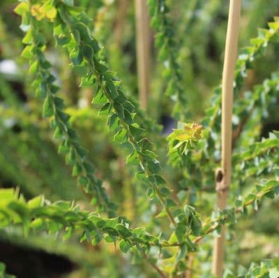 Acacia pravissima 3 Litre